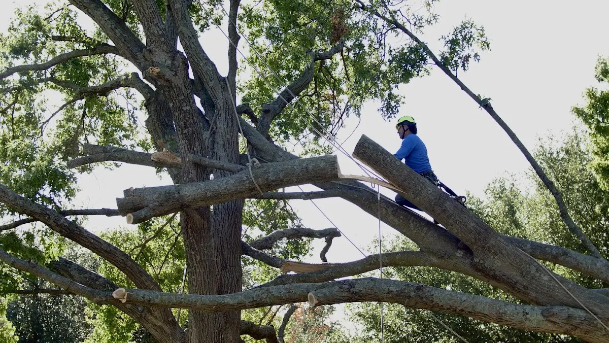 Professional Crown Thinning performed by certified arborists in Enning